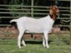 LOT 66 1X BOER GOAT EWE Nuwejaarsfontein
