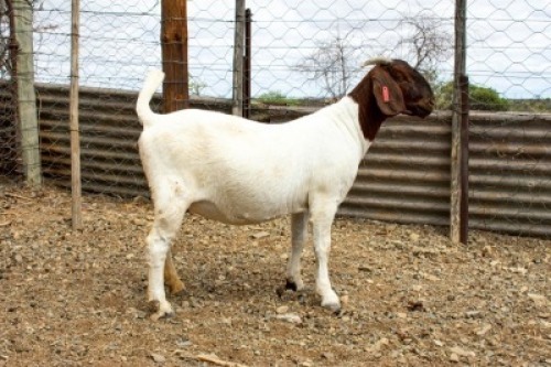 LOT 70 1X BOER GOAT EWE Wortel Kuil