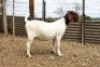 LOT 70 1X BOER GOAT EWE Wortel Kuil