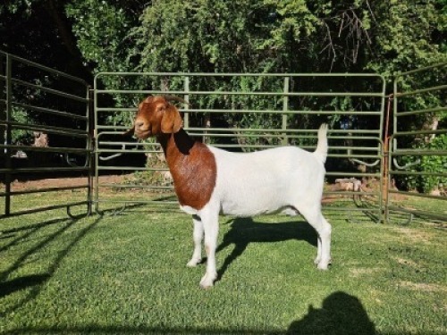 LOT 69 1X BOER GOAT EWE Nuwejaarsfontein