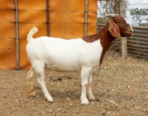 LOT 72 1X BOER GOAT EWE Wortel Kuil