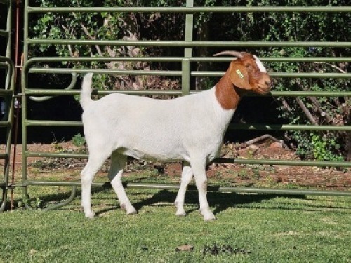 LOT 67 1X BOER GOAT EWE Nuwejaarsfontein