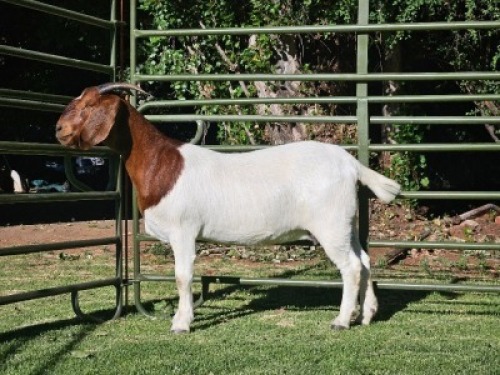 LOT 68 1X BOER GOAT EWE Nuwejaarsfontein