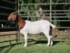 LOT 68 1X BOER GOAT EWE Nuwejaarsfontein