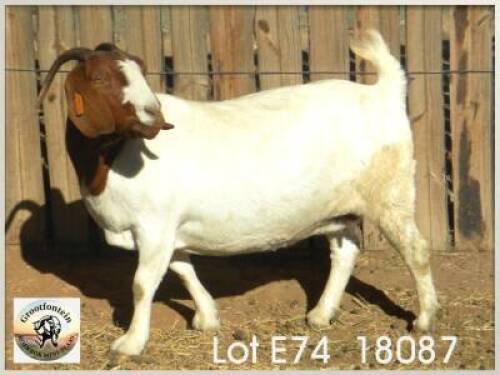 LOT 74 1X BOER GOAT EWE Grootfontein