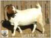LOT 74 1X BOER GOAT EWE Grootfontein