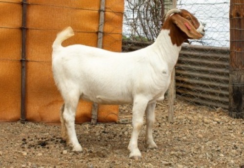LOT 71 1X BOER GOAT EWE Wortel Kuil