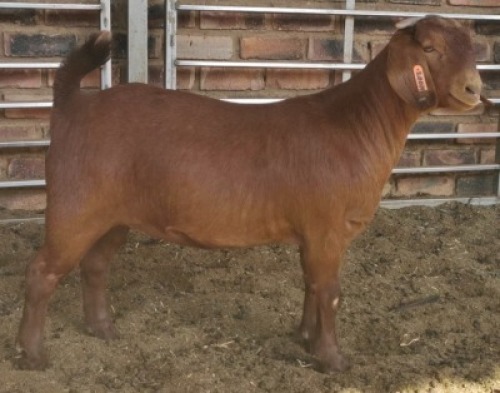 1 X OOI/EWE MYL 50 BOER GOAT & KALAHARI RED STUD - PS