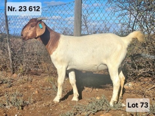 LOT 73 1X BOER GOAT EWE Prasperede