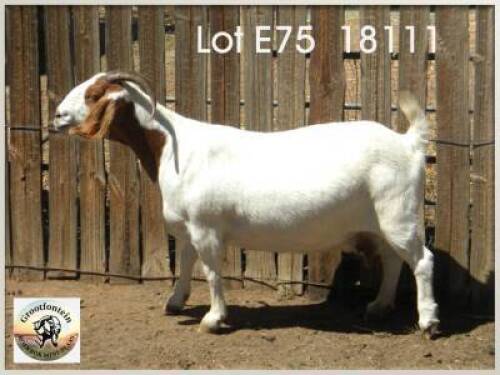 LOT 75 1X BOER GOAT EWE Grootfontein