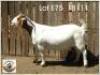 LOT 75 1X BOER GOAT EWE Grootfontein