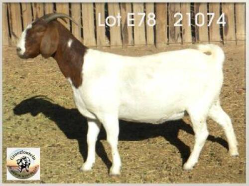 LOT 78 1X BOER GOAT EWE Grootfontein