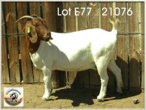 LOT 77 1X BOER GOAT EWE Grootfontein