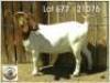 LOT 77 1X BOER GOAT EWE Grootfontein