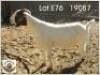 LOT 76 1X BOER GOAT EWE Grootfontein
