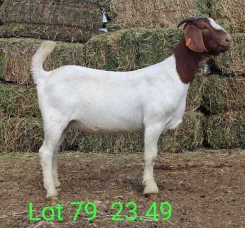 LOT 79 1X BOER GOAT EWE Paul Moore