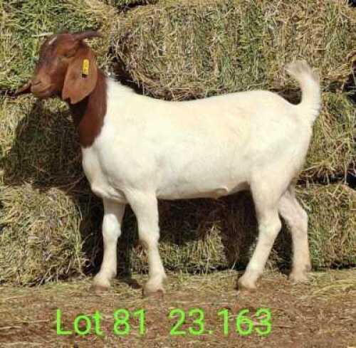 LOT 81 1X BOER GOAT EWE Paul Moore