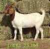LOT 81 1X BOER GOAT EWE Paul Moore