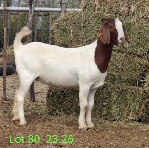 LOT 80 1X BOER GOAT EWE Paul Moore
