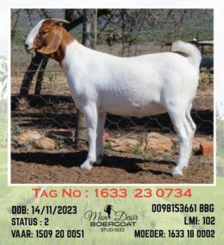 LOT 86 1X BOER GOAT EWE Mon Desir
