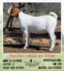 LOT 86 1X BOER GOAT EWE Mon Desir