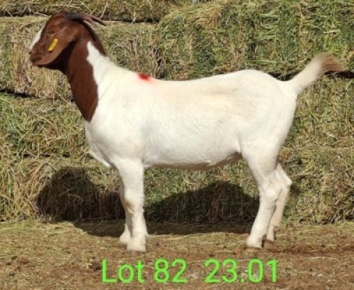 LOT 82 1X BOER GOAT EWE Paul Moore
