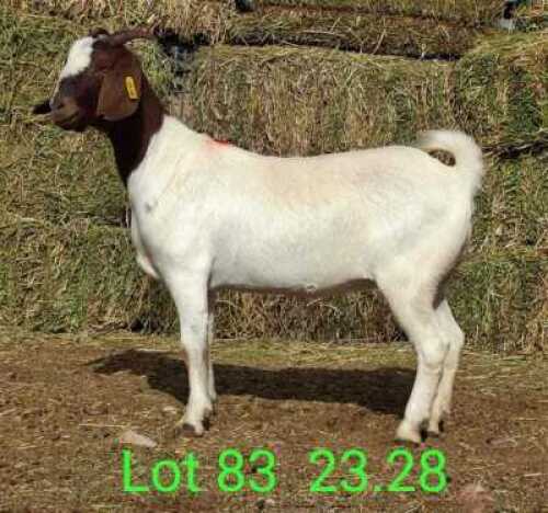 LOT 83 1X BOER GOAT EWE Paul Moore