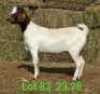 LOT 83 1X BOER GOAT EWE Paul Moore