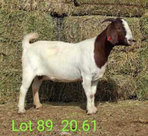 LOT 89 1X BOER GOAT EWE John Moore