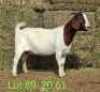 LOT 89 1X BOER GOAT EWE John Moore