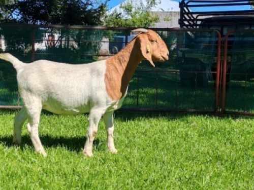 LOT 84 1X BOER GOAT EWE Garslands