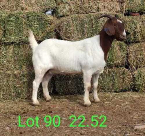 LOT 90 1X BOER GOAT EWE John Moore