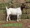 LOT 90 1X BOER GOAT EWE John Moore