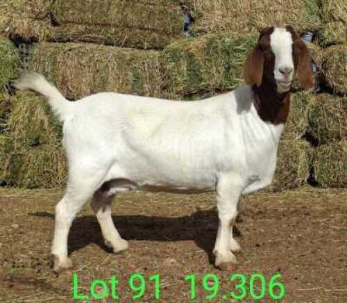 LOT 91 1X BOER GOAT EWE John Moore