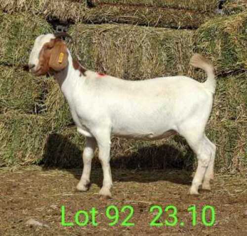 LOT 92 1X BOER GOAT EWE John Moore