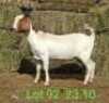 LOT 92 1X BOER GOAT EWE John Moore