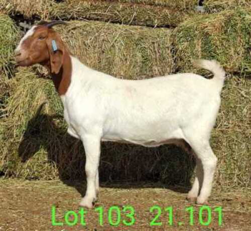 LOT 103 1X BOER GOAT EWE Paul Moore