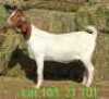 LOT 103 1X BOER GOAT EWE Paul Moore
