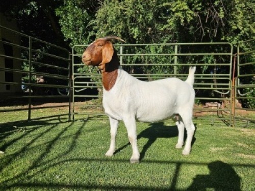 LOT 99 1X BOER GOAT EWE Nuwejaarsfontein