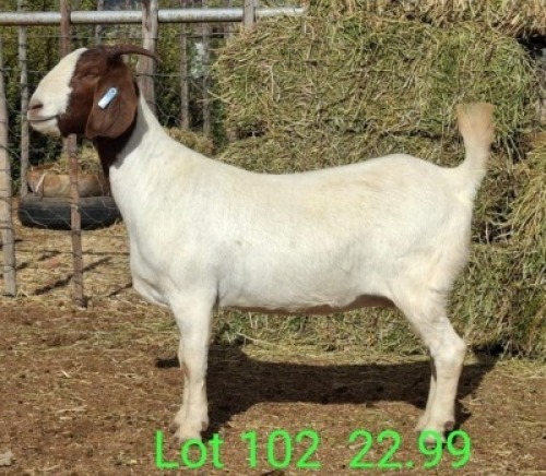 LOT 102 1X BOER GOAT EWE Paul Moore