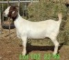 LOT 102 1X BOER GOAT EWE Paul Moore