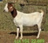 LOT 104 1X BOER GOAT EWE Paul Moore