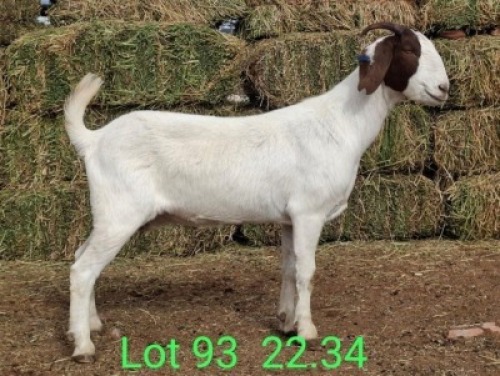 LOT 93 1X BOER GOAT EWE John Moore