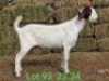 LOT 93 1X BOER GOAT EWE John Moore