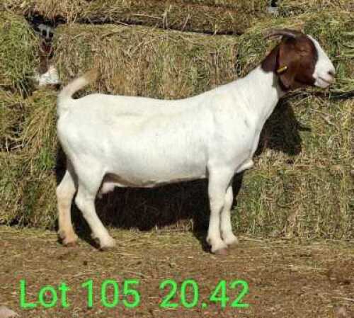 LOT 105 1X BOER GOAT EWE Paul Moore