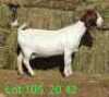 LOT 105 1X BOER GOAT EWE Paul Moore