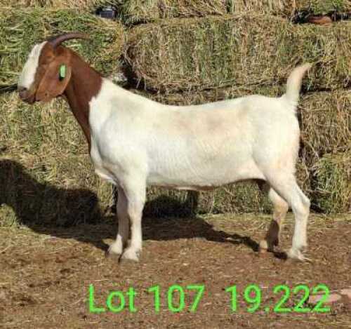 LOT 107 1X BOER GOAT EWE John Moore