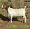 LOT 107 1X BOER GOAT EWE John Moore