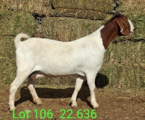 LOT 106 1X BOER GOAT EWE John Moore