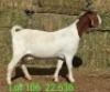 LOT 106 1X BOER GOAT EWE John Moore